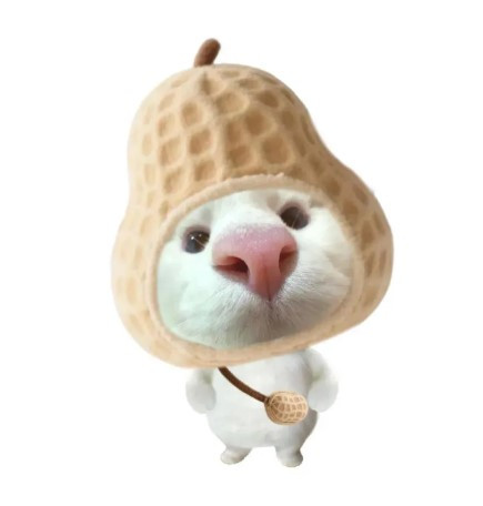qifang Profile Picture